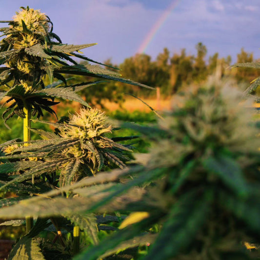L'importance d'une culture de CBD locale et naturelle