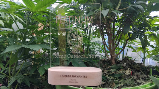 Cheese Cake CBD : Quand la Culture en Sol Vivant Révèle l'Excellence