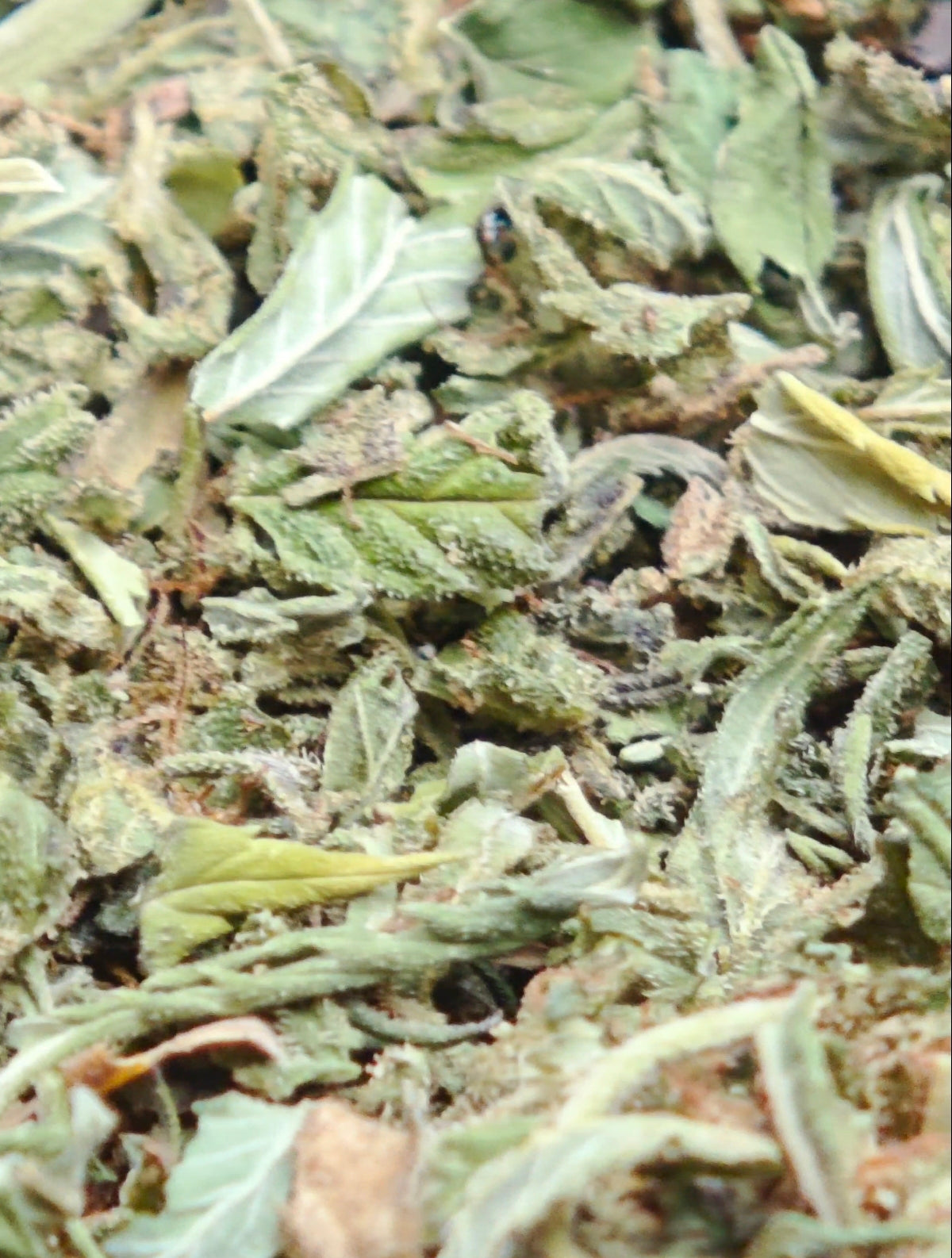 Trim de CBD, feuilles et micro-bourgeons