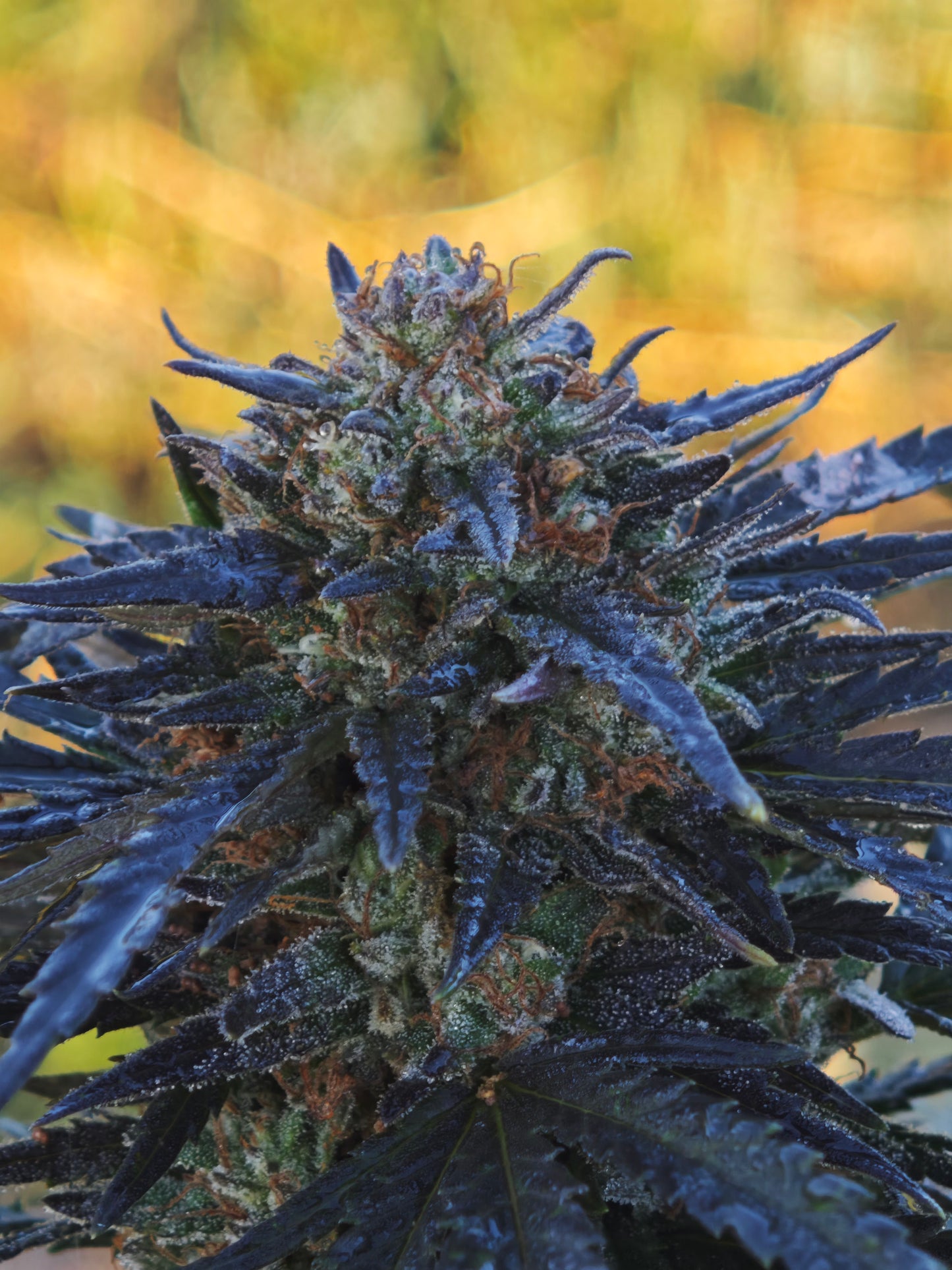 Fleur de CBD Zombie Kush outdoor