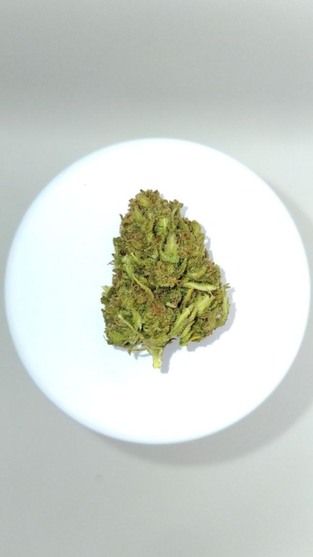 Small buds de CBD Zombie Kush outdoor