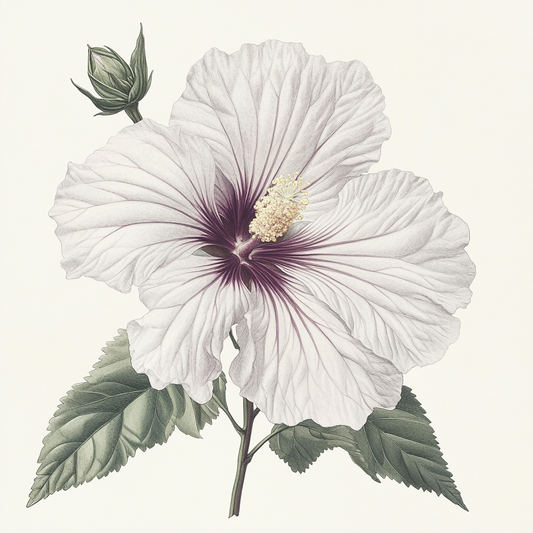 Les bienfaits de l'hibiscus : Une plante aux vertus rafraîchissantes et médicinales