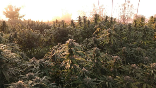Champ de chanvre CBD cultivé en plein air au lever du soleil, à la ferme L'Herbe Enchantée