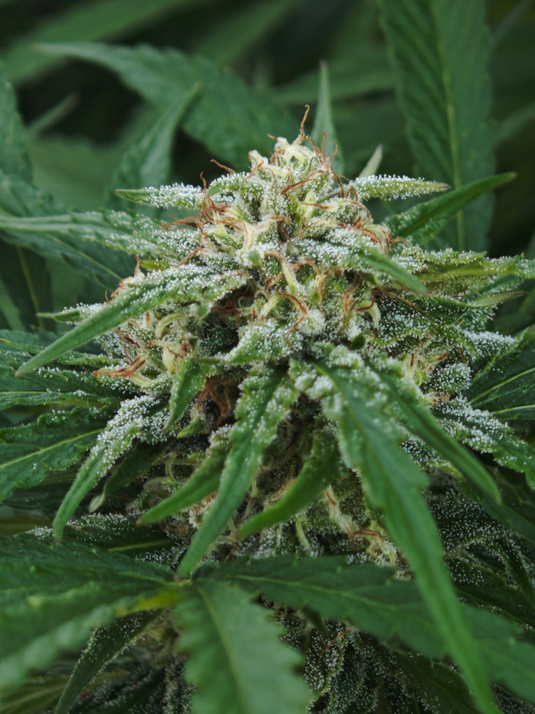 Goat Butter : la fleur qui ose l'audace fromagère et fruité