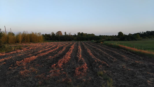 La culture du cannabis sur sol vivant