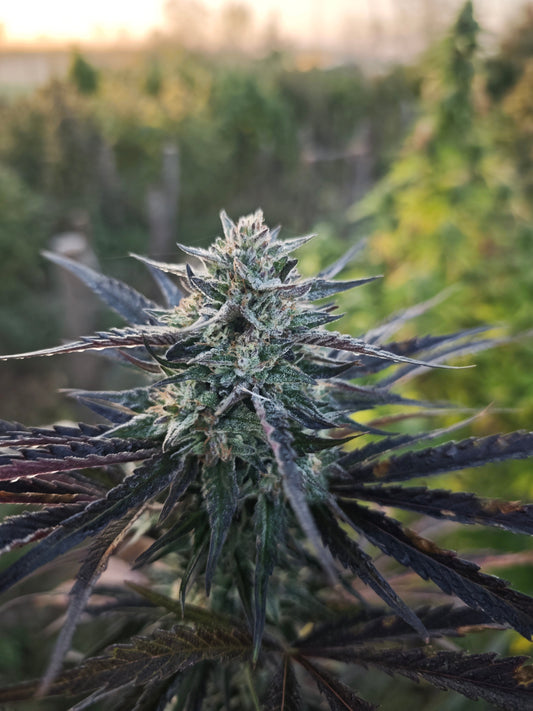 Fleur de CBD cultivée en France par L'Herbe Enchantée