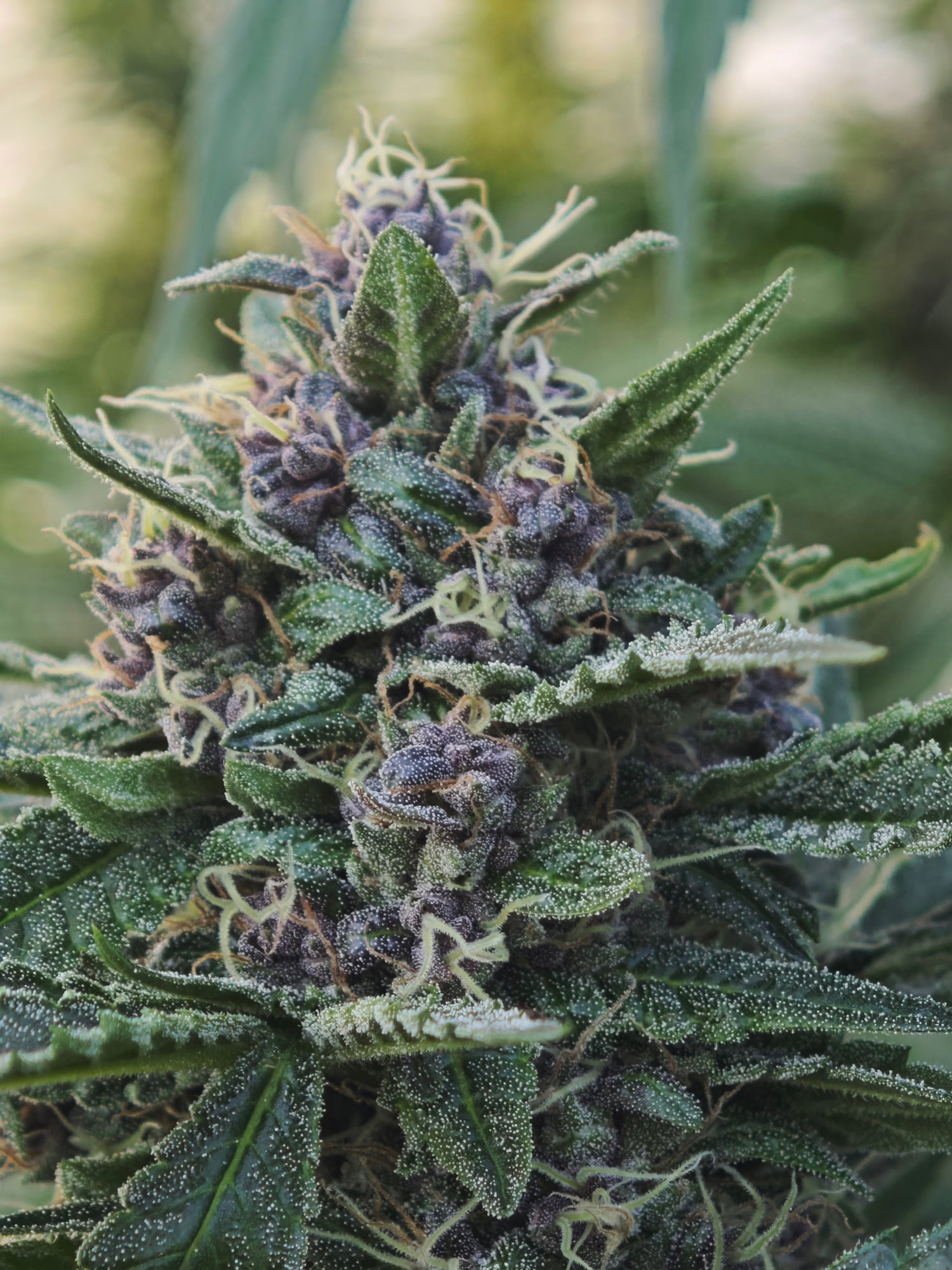 Fleurs de CBD
