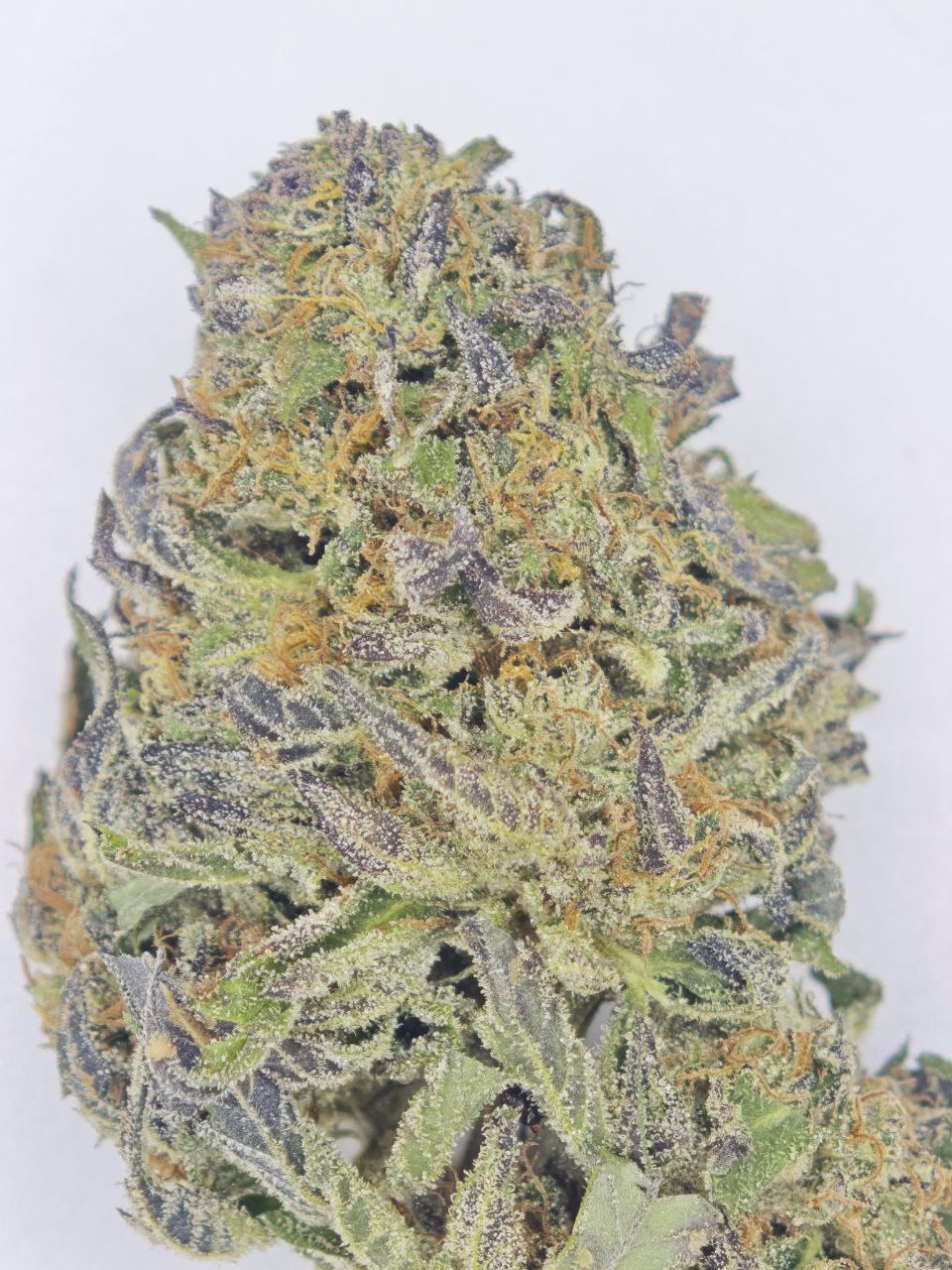 Harlequeen small bud