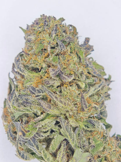 Harlequeen small bud