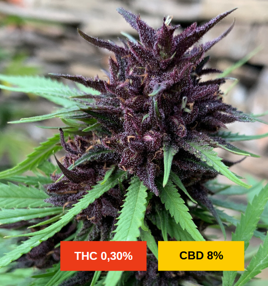 YUZU VELVET S2 - sativa création