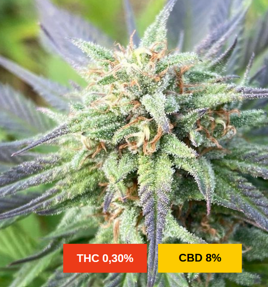 BERRY BUDDHA - sativa création