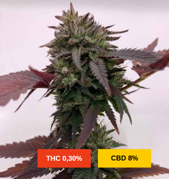 BUBBA KUSH S1 - sativa création