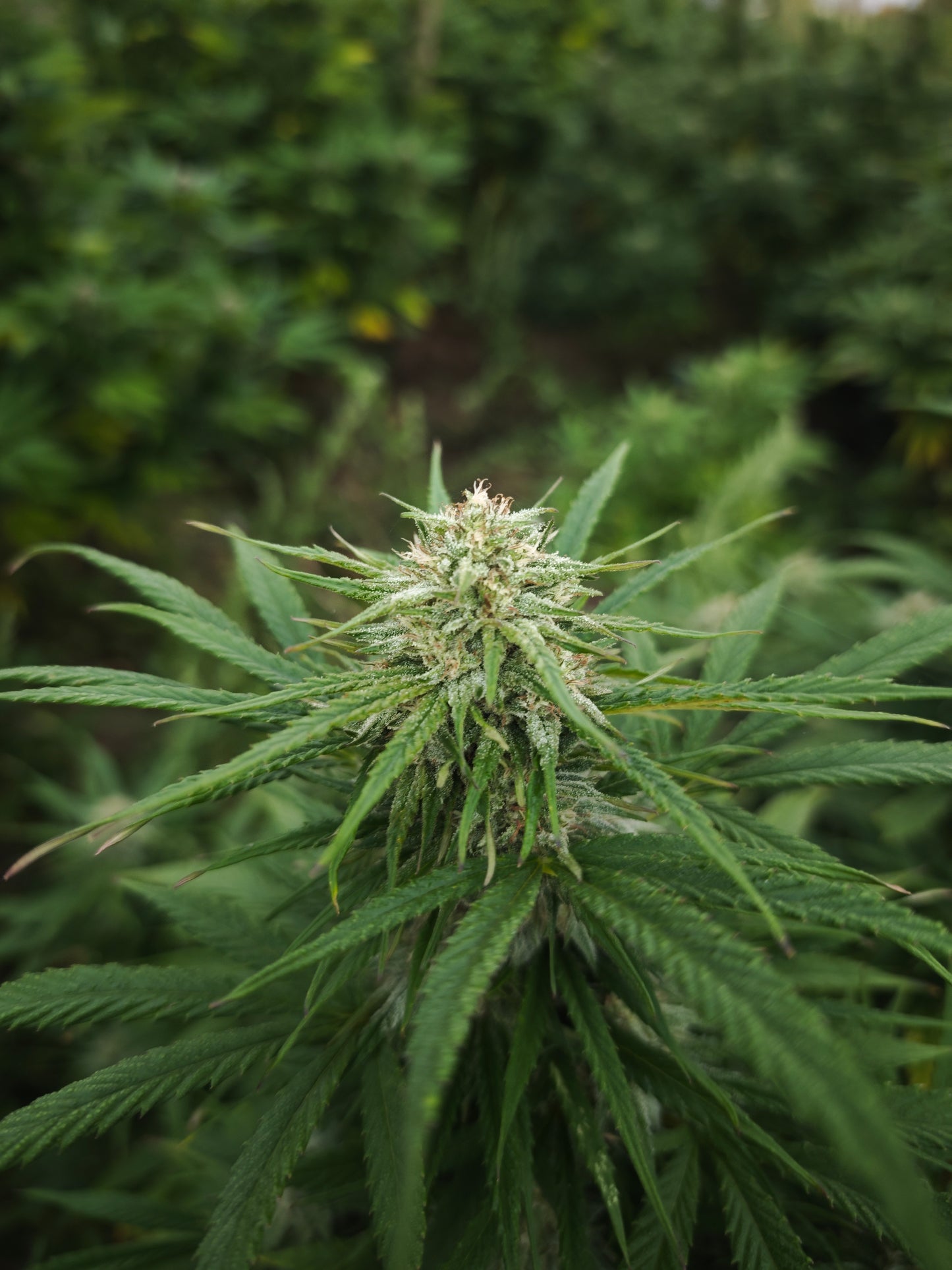 Sour Pineapple - Quantité limité