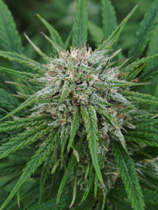 Sour Pineapple Small bud - Quantité limité