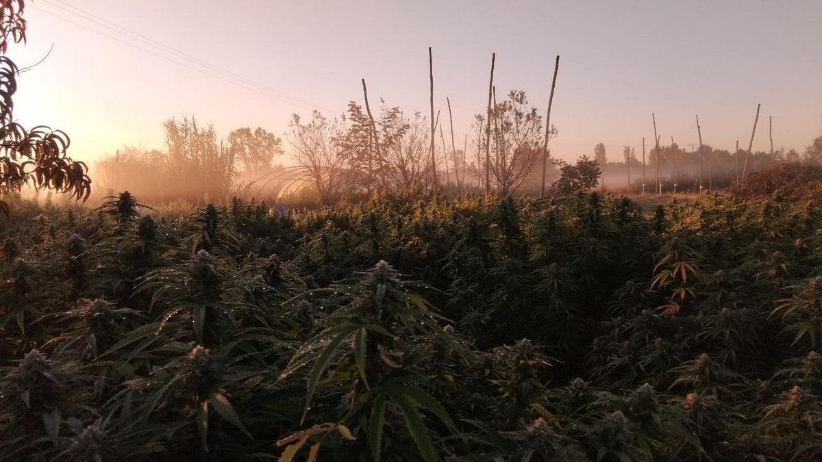 Champ de chanvre CBD au lever du soleil, à la ferme L'Herbe Enchantée