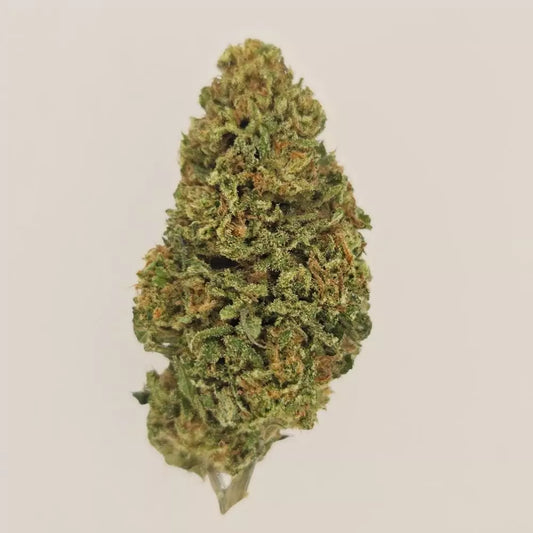 Allium OG