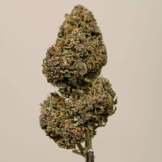 Saphir kush - greenhouse