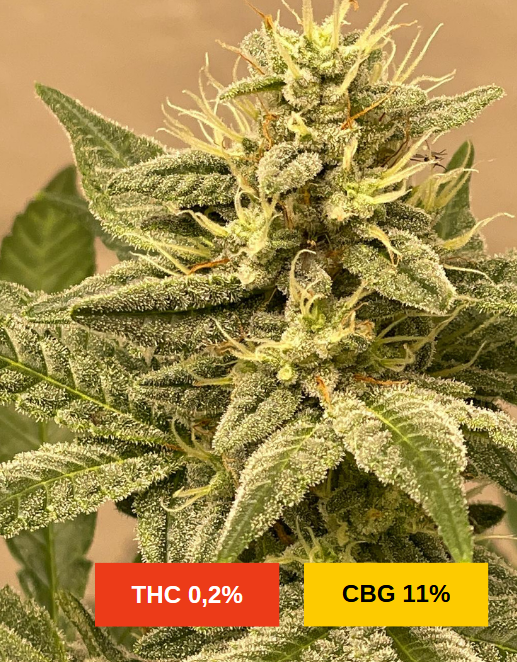 FROZEN BUDDHA 2.0 - sativa création