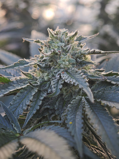 Garnet kush Small bud