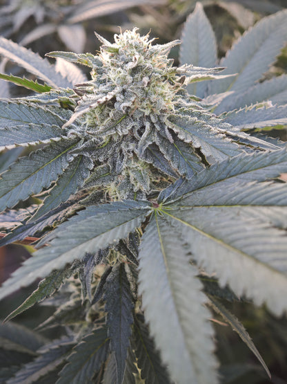 Garnet kush Small bud