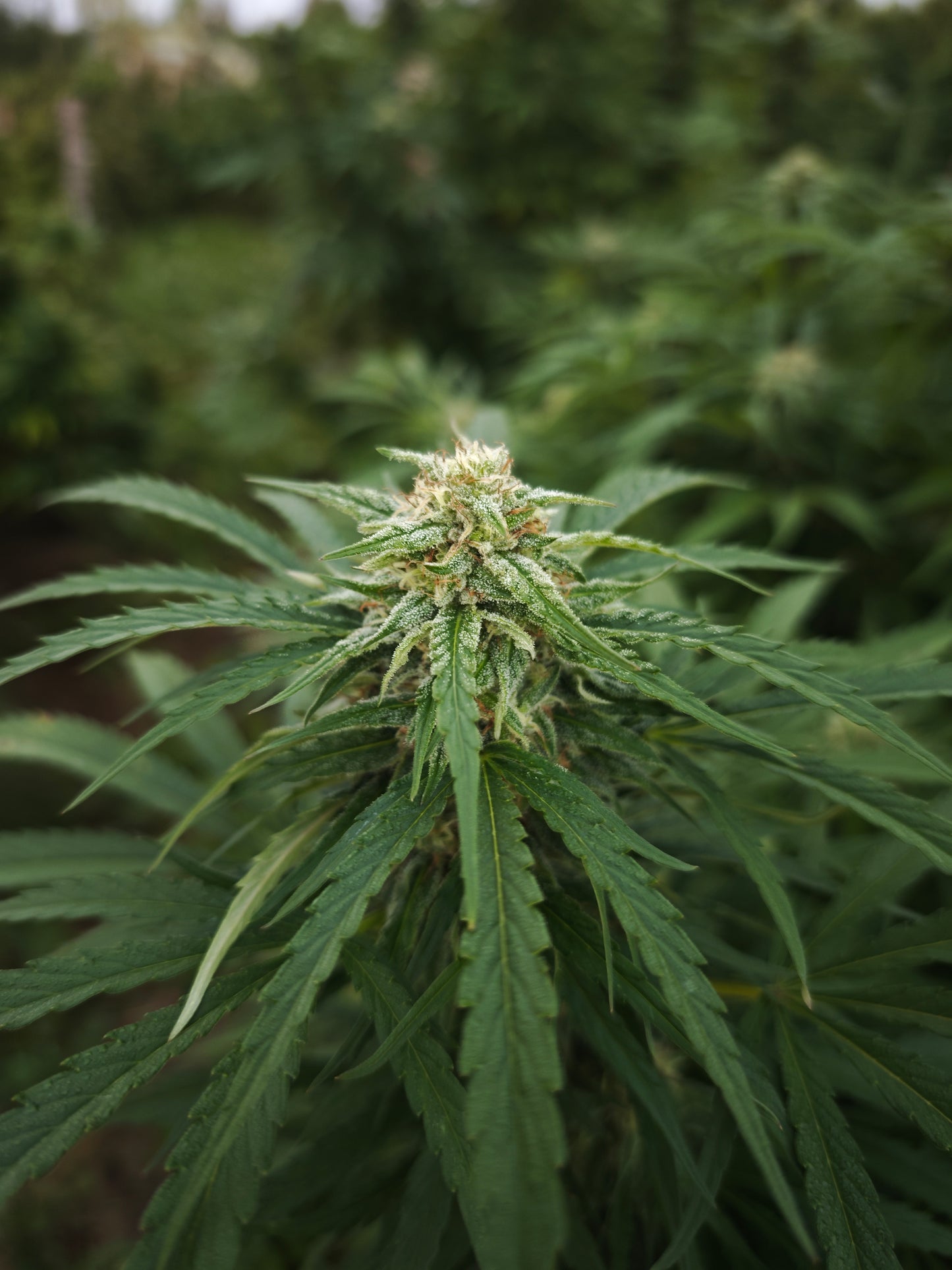 Goat butter small bud