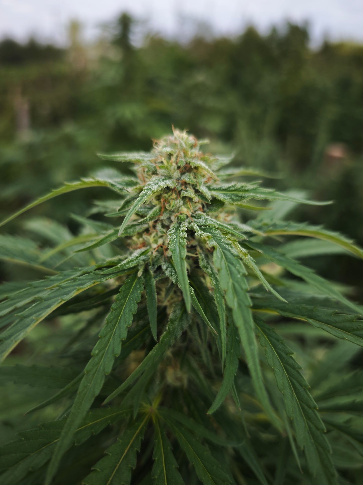 Goat butter small bud