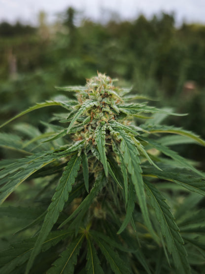 Goat butter small bud