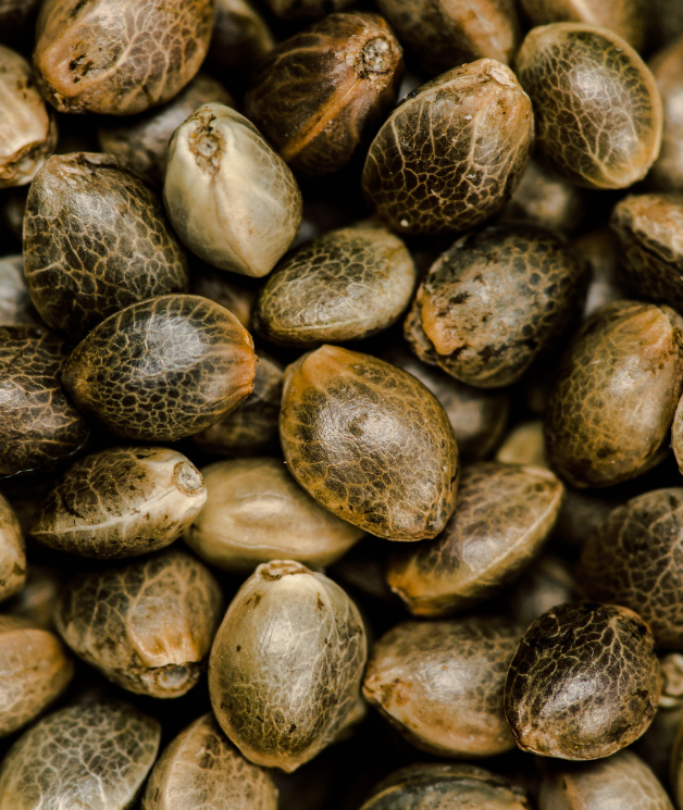 Pack collection start - sativa création