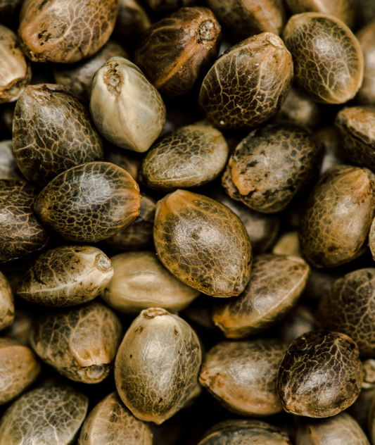 Pack collection start - sativa création