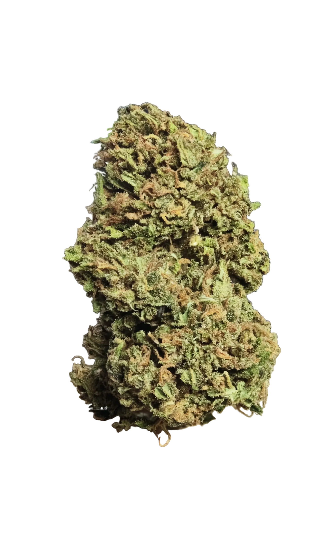 Fleur de CBD Green Lime, un bourgeon séché sur fond blanc