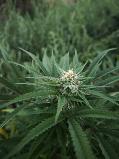 Harlequeen small bud