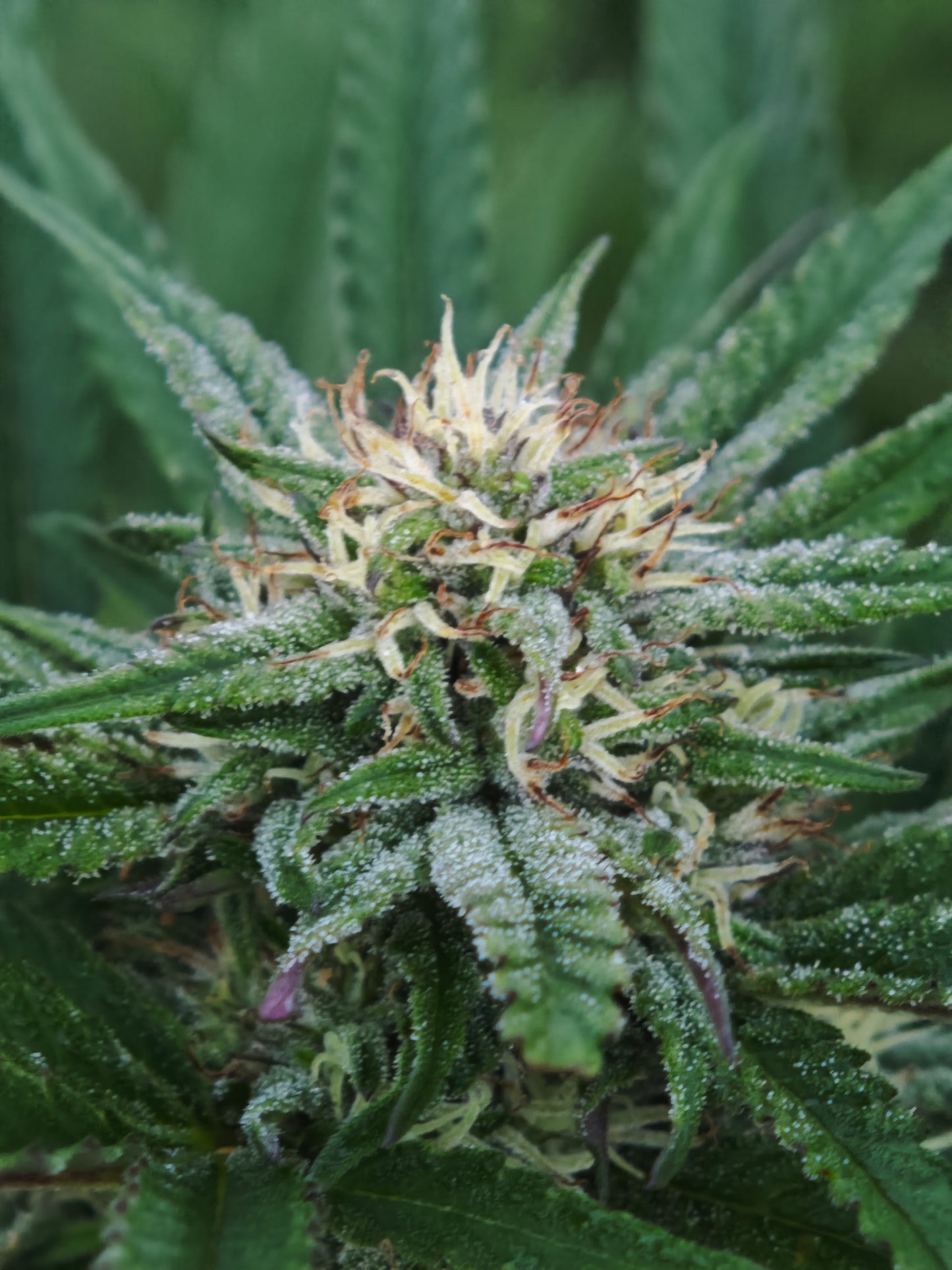 Harlequeen small bud