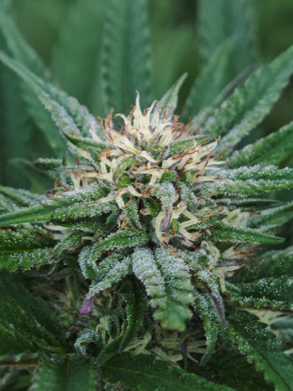 Harlequeen small bud