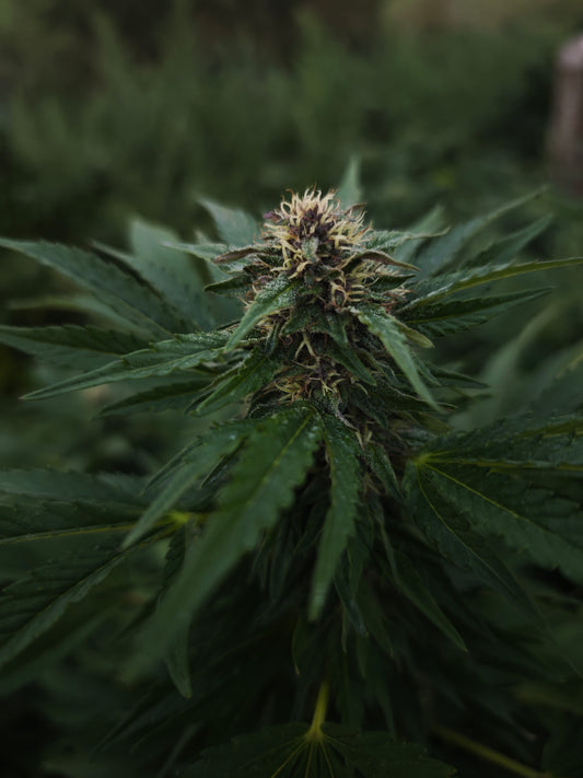 Lemon Cookie small bud