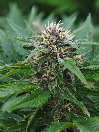 Lemon Cookie small bud