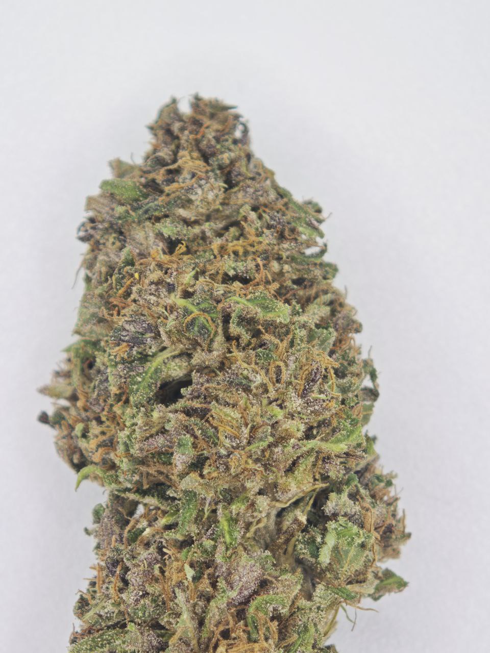 Lemon Cookie small bud