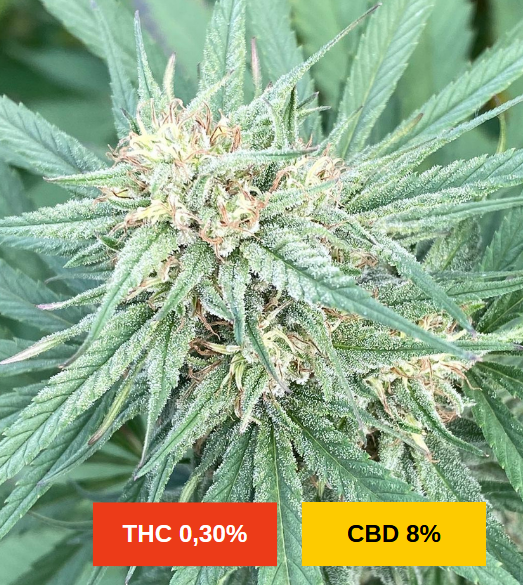 LEMON BUDDHA - sativa création