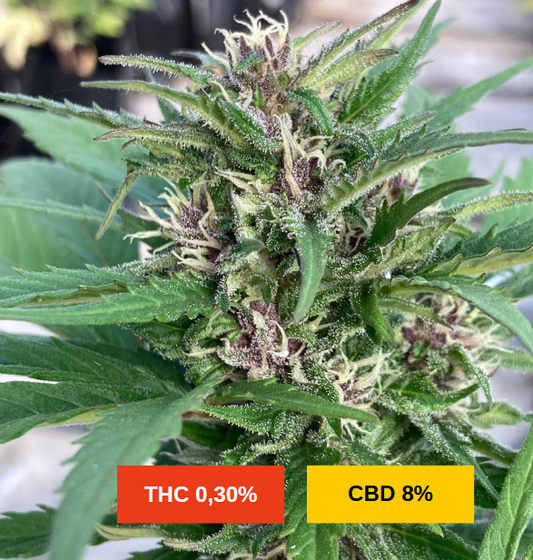 LEMON COOKIES AUTO - sativa création