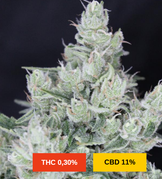 MANDARIN KUSH - sativa création