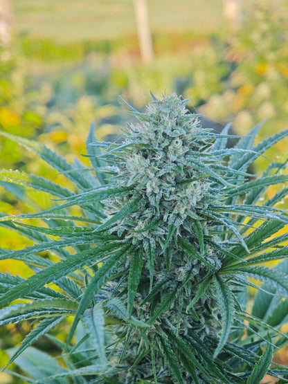 Spice Mango small bud