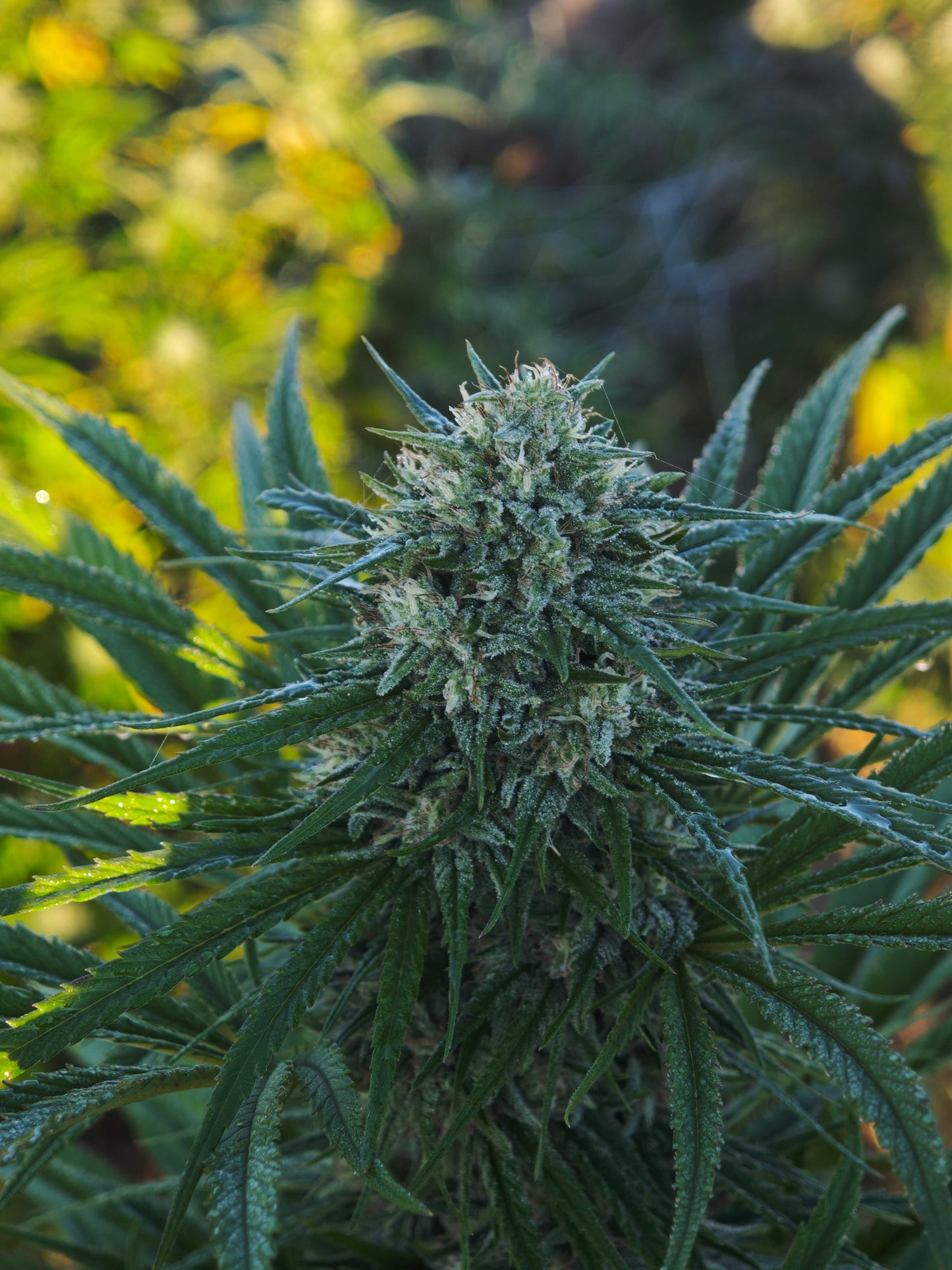 Spice Mango small bud