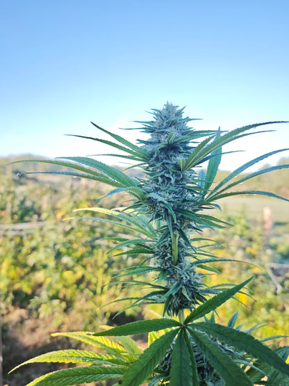 Spice Mango small bud