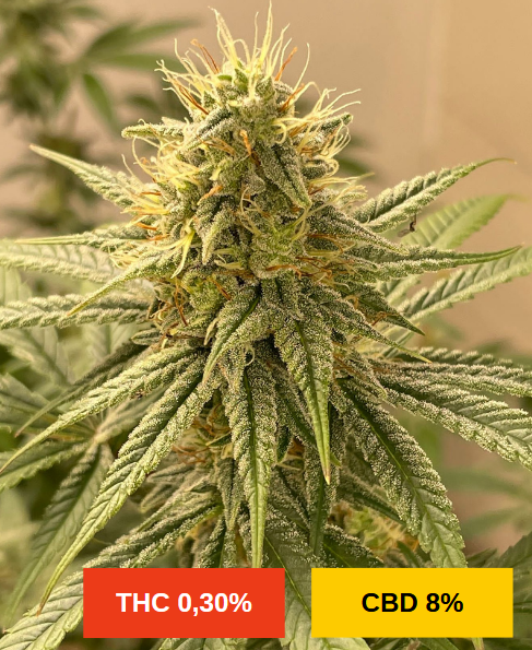 MAZZAL KUSH - sativa création