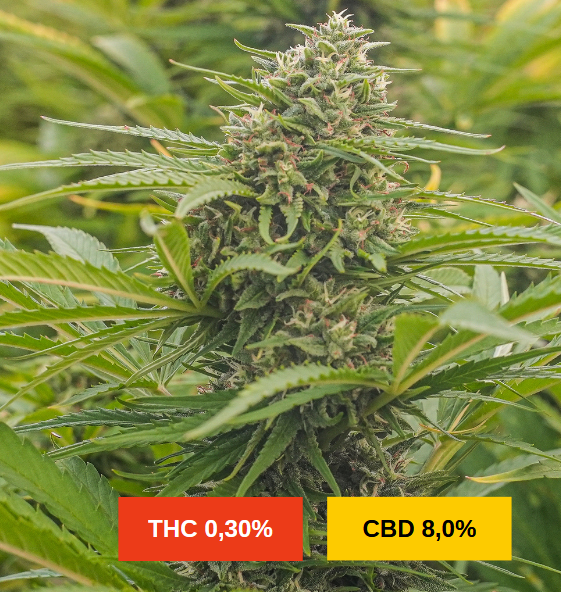 ORANGE BUDDHA - sativa création