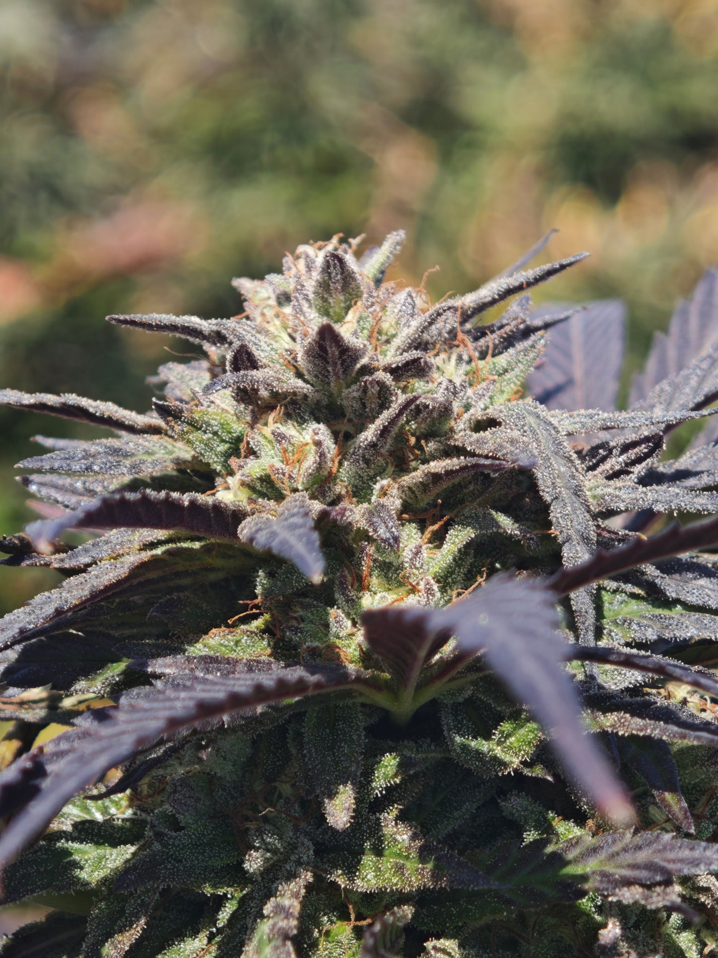 Zombie Kush small bud