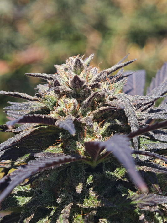 Zombie Kush small bud