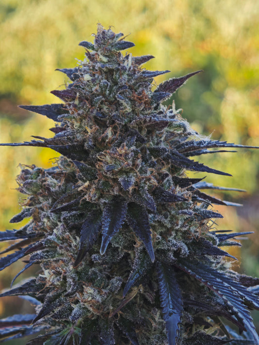 Zombie kush bourguignonne