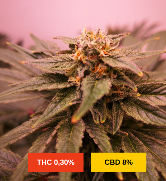 PEACH BUDDHA - sativa création