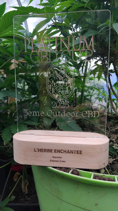 CHEESE CAKE CBD - 3eme meilleur outdoor france 2025 !