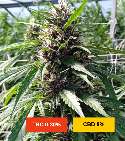 PINK LIME AUTO - sativa création